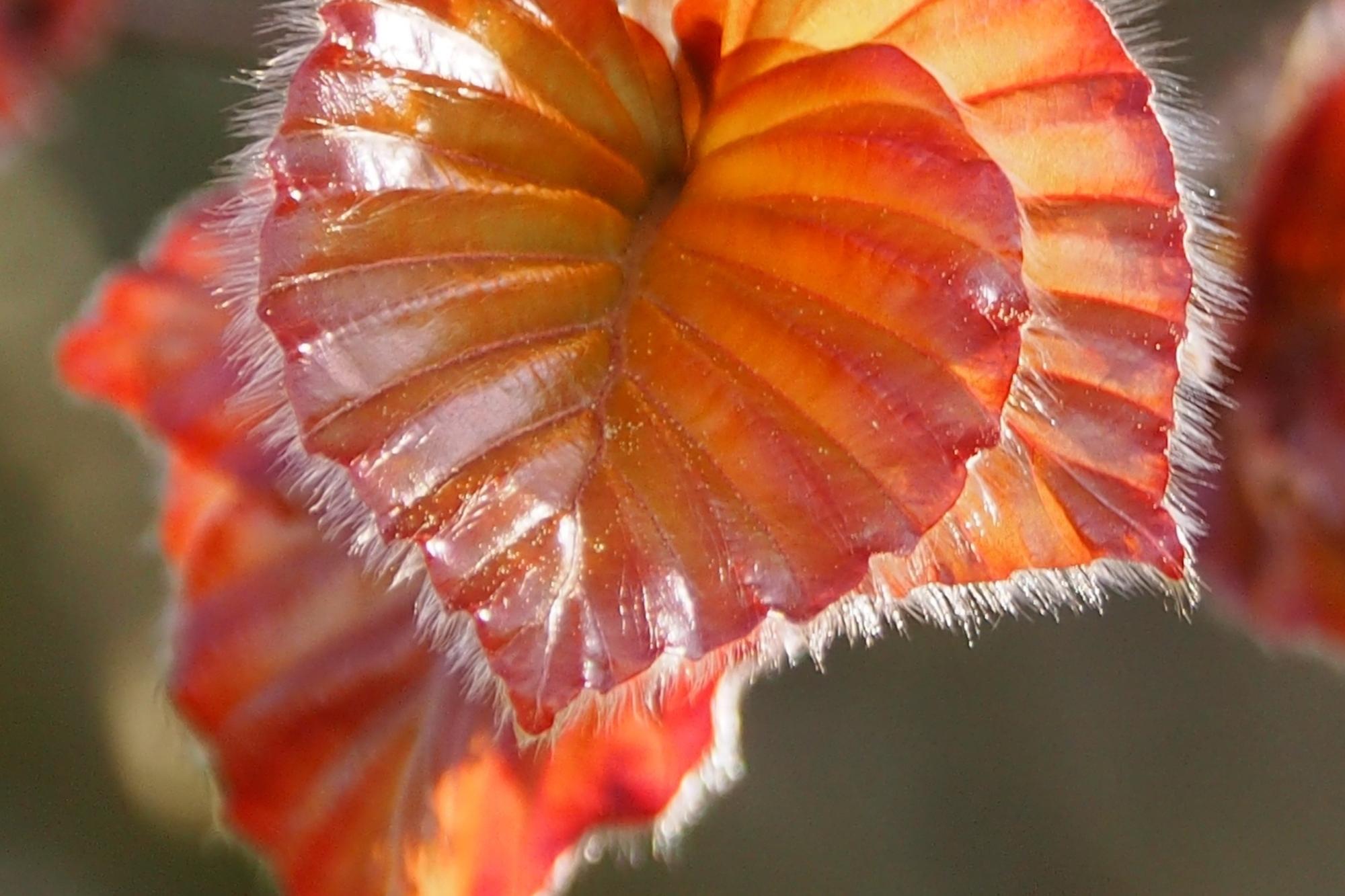 nature-3343697