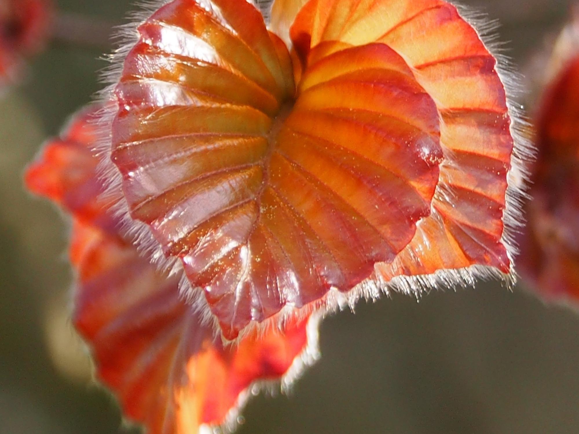 nature-3343697