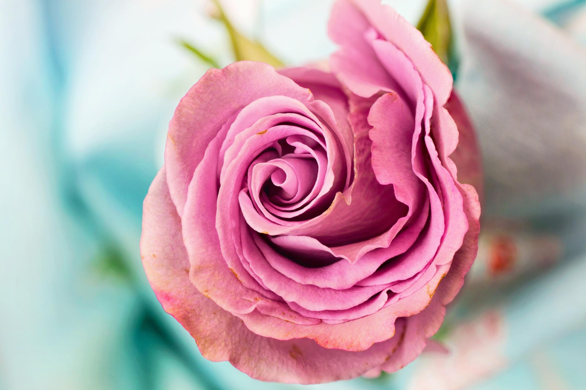 rose-3142529