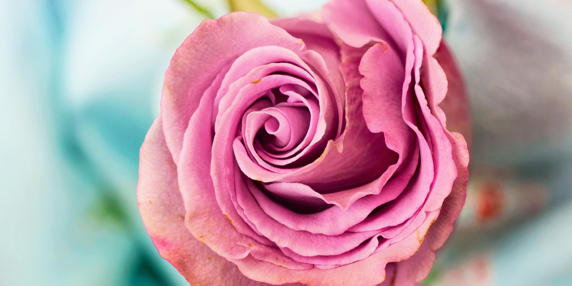 rose-3142529