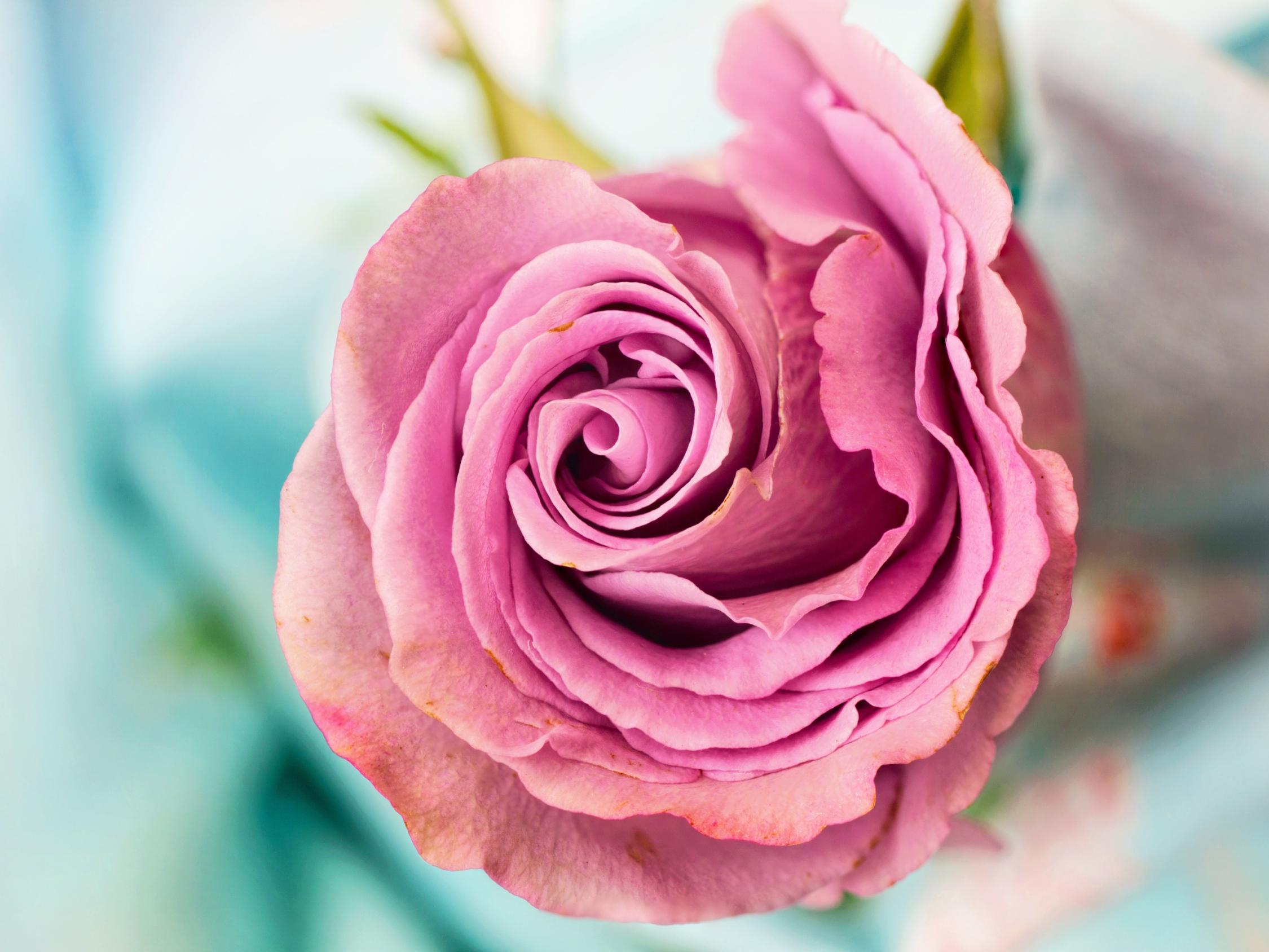 rose-3142529