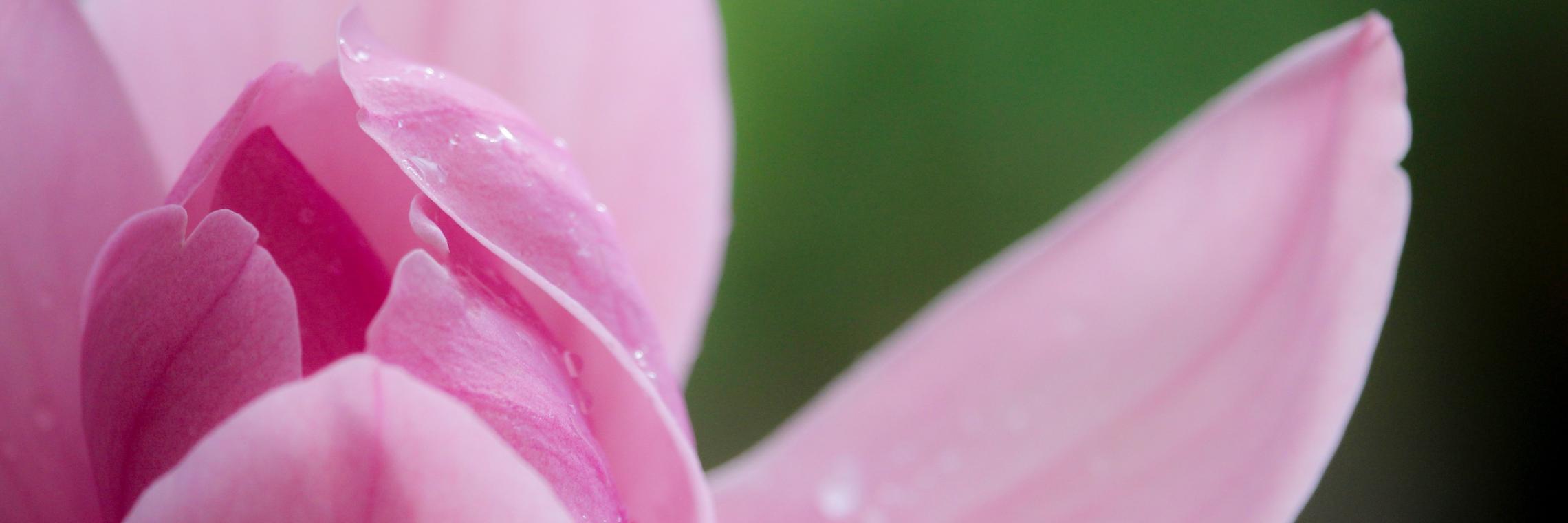 magnolia-2832443